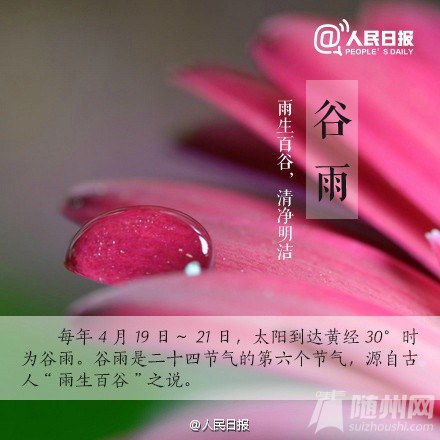 今日谷雨