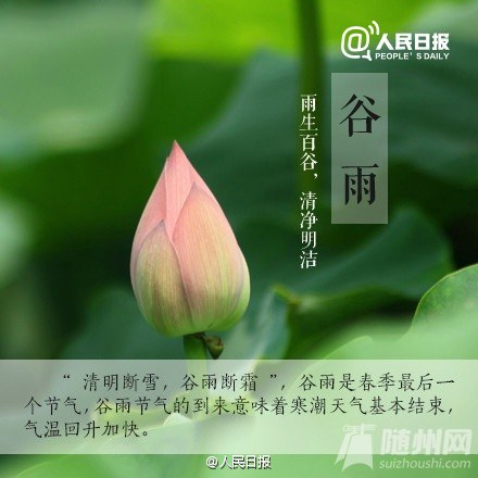 今日谷雨