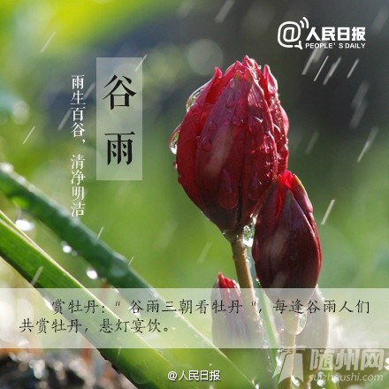 今日谷雨