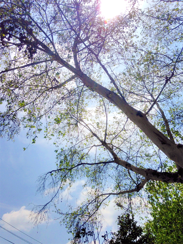 9.gif