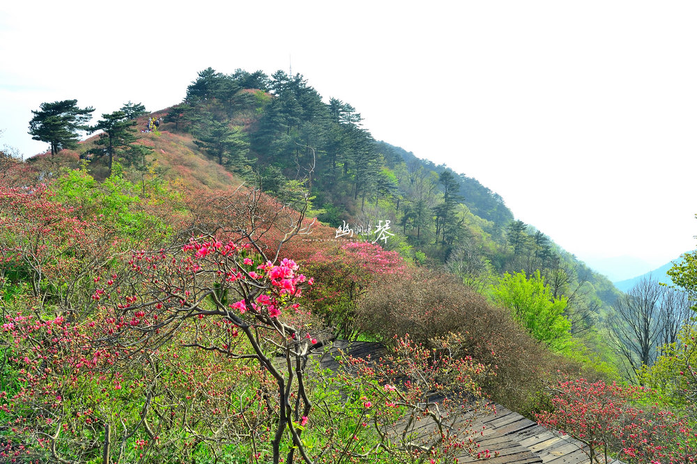 DSC_8037_20150425_160229.jpg