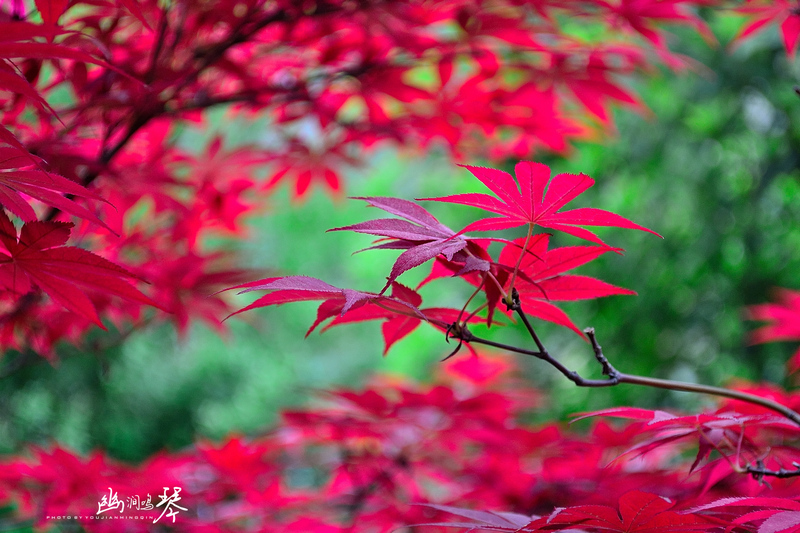 DSC_7572_20150424_174217.jpg