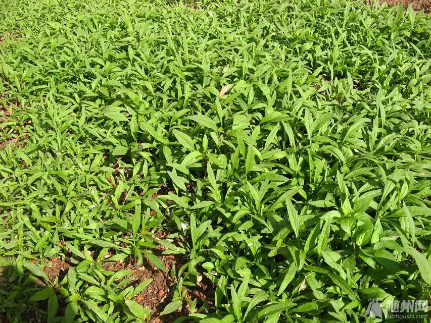 尖叶纯青现菜.jpg