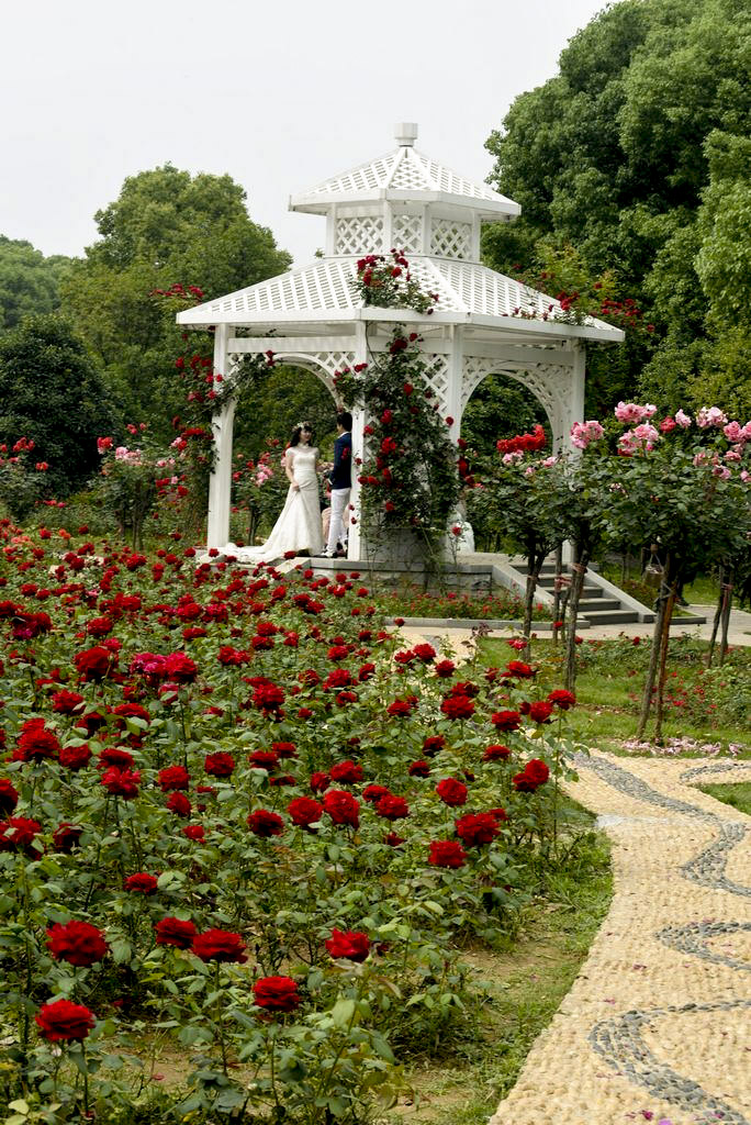 DSC_3363a_ͼ_ͼ.jpg