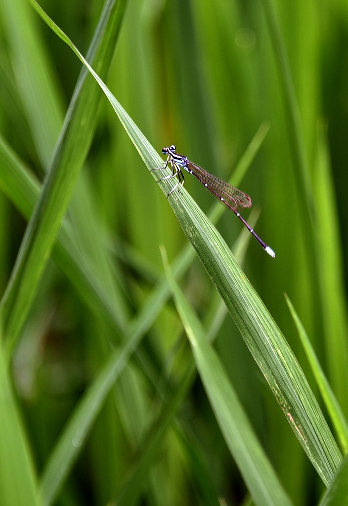 DSC_7871.JPG