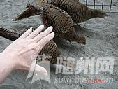 u=1040769391,1432937274&amp;fm=21&amp;gp=0.jpg