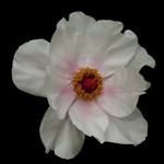 u=592724743,3244720590&amp;fm=11&amp;gp=0.jpg