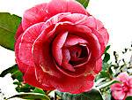 u=807829195,1987208333&amp;fm=21&amp;gp=0.jpg