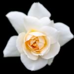 u=875177778,161514213&amp;fm=11&amp;gp=0.jpg