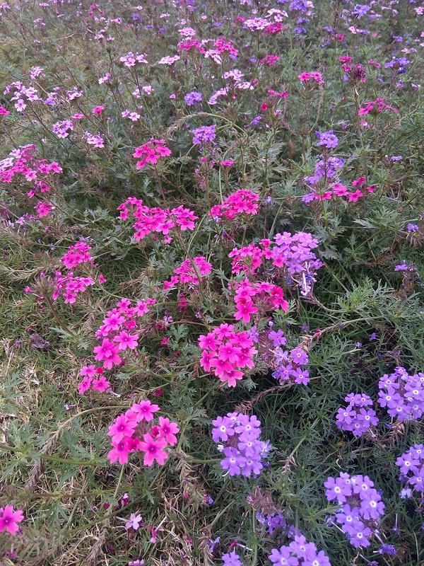 IMG_20150911_081245.jpg