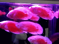 5019270662_clip2.gif