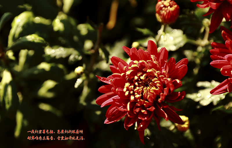 4B1A3815f.jpg