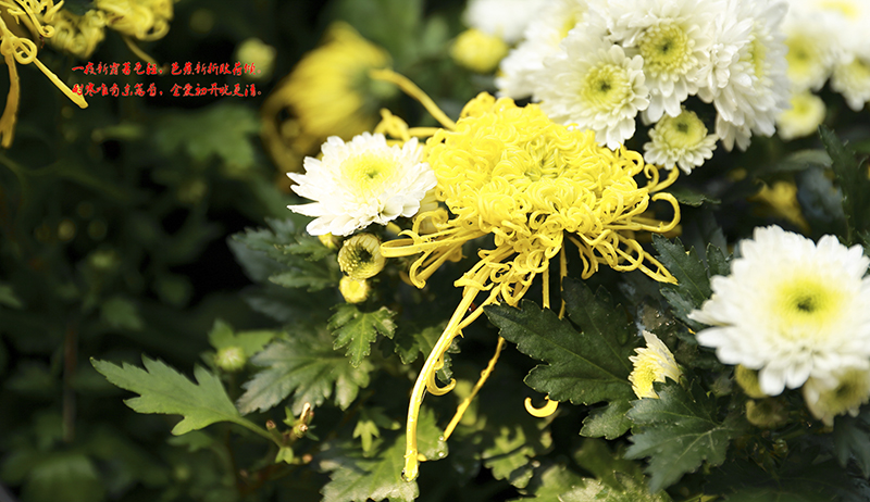 4B1A3816f.jpg
