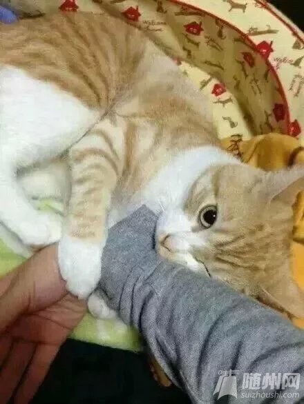 쵽ˣ˸ů