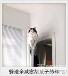 ڼ