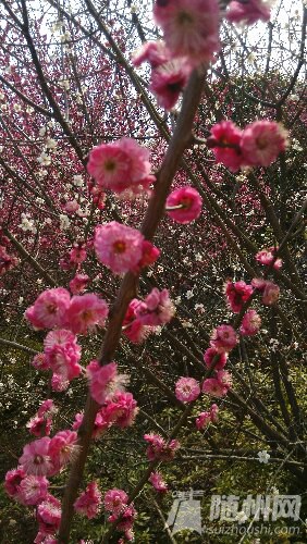 IMG_20160226_154810.jpg
