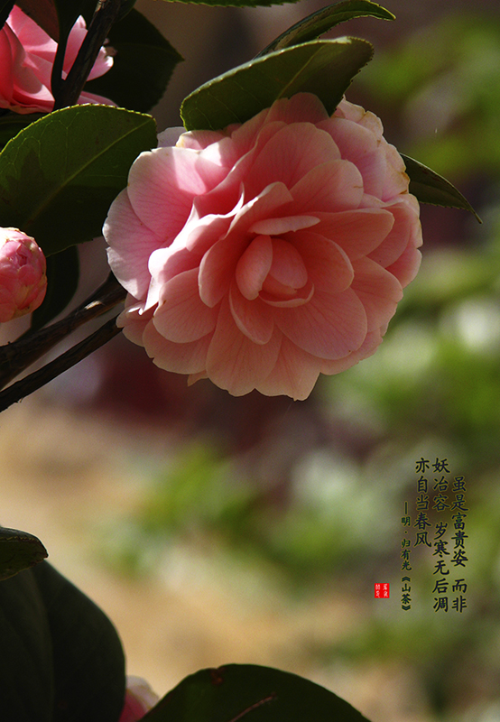 IMG_0762.jpg