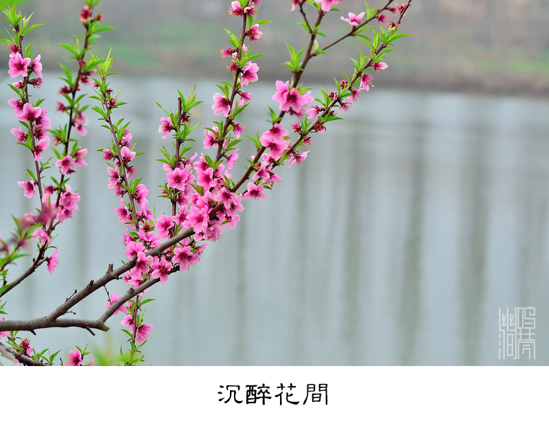DSC_8787.jpg