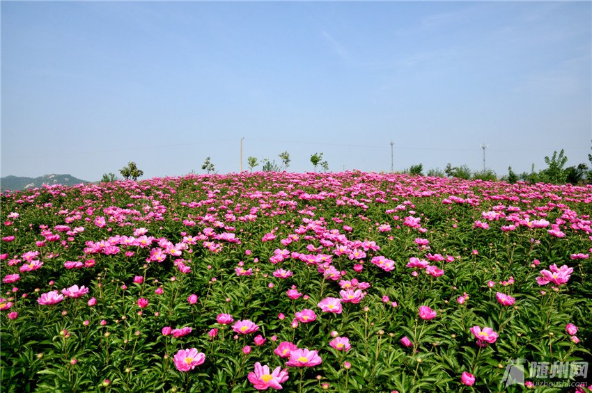 4、草店檀山村中药材基地，芍药绽放.jpg