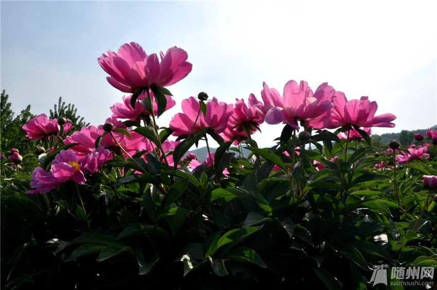 5、在那鲜花盛开的地方--草店檀山村药材基地（芍药）2.jpg