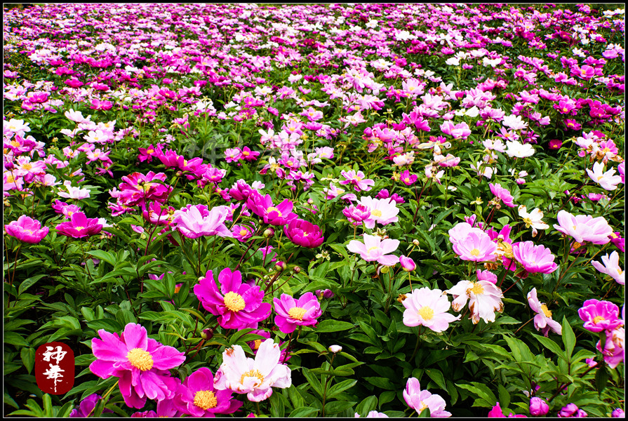 DSC08920_.jpg