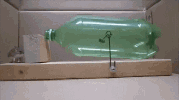 ϲеĲ.gif