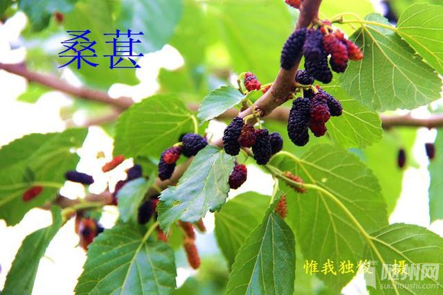 5b100080c1489fc761a.jpg