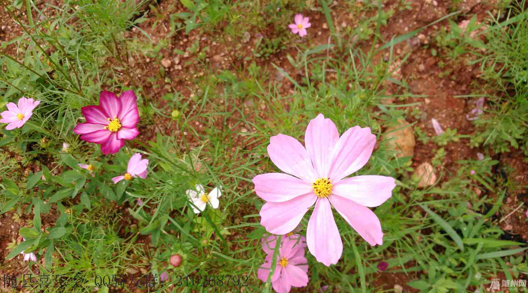 DSC_0693.jpg