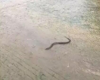 武汉今天早上看海了