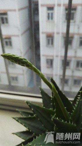 IMG_20160526_080649.jpg