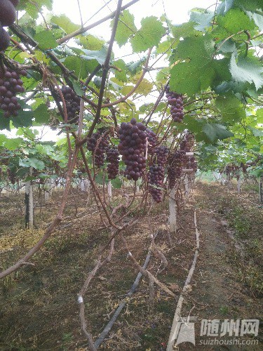 IMG20160707071332.jpg