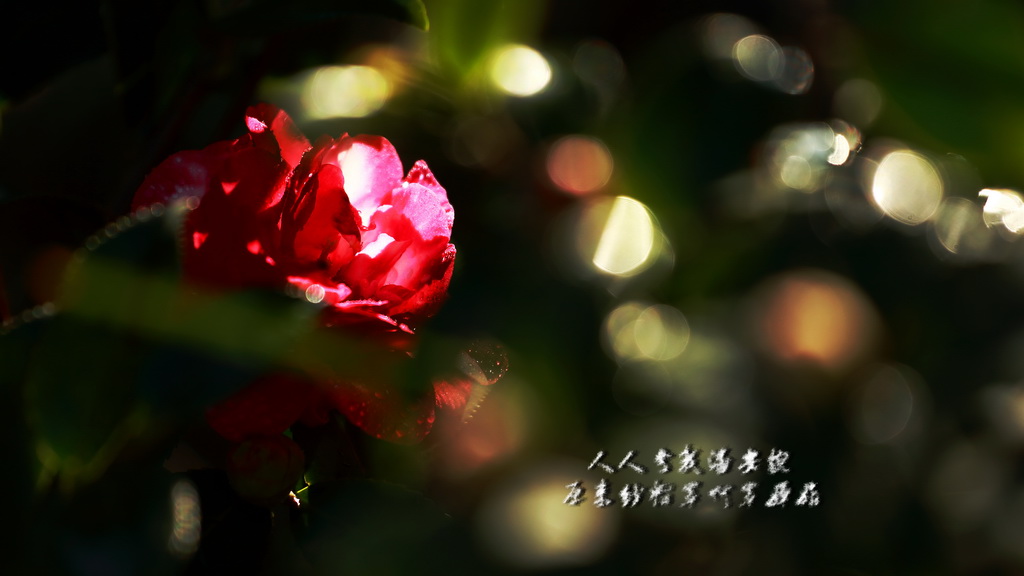 4B1A8528ff.jpg