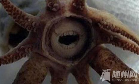 4Promachoteuthis SulcusA.jpg