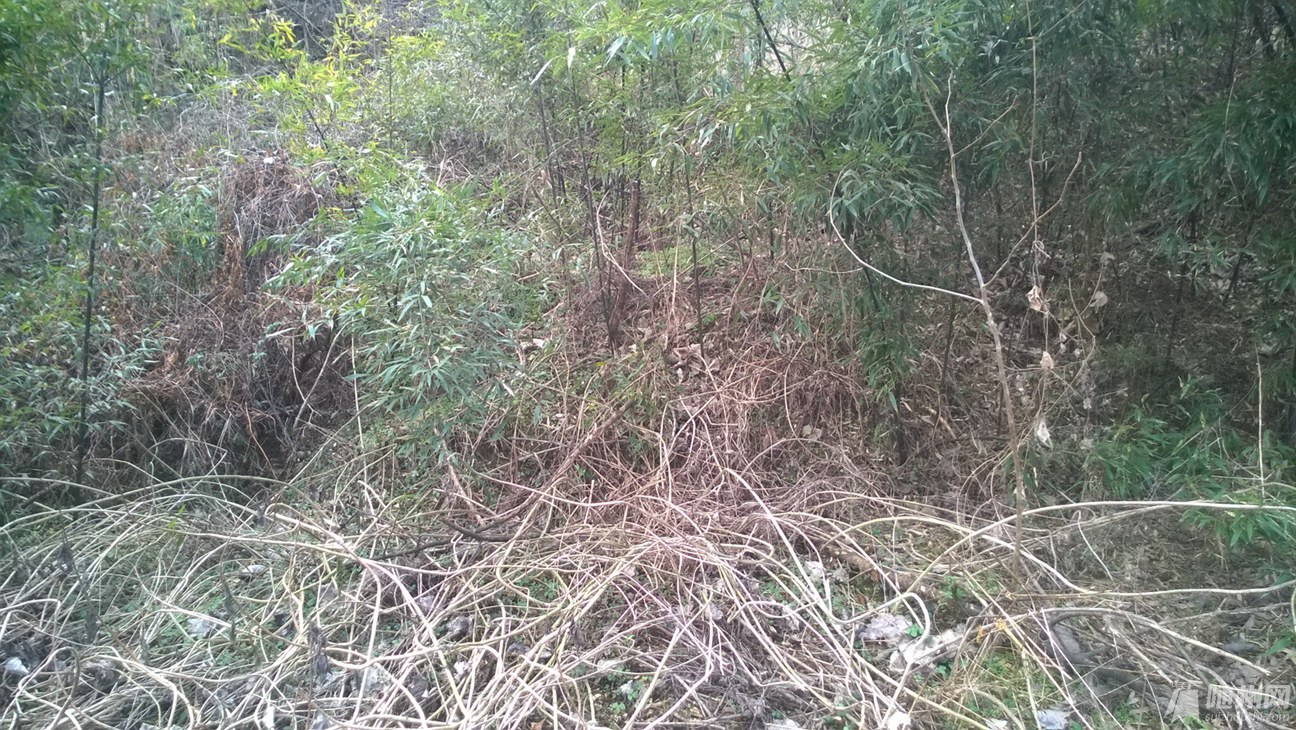 WP_20170101_006.jpg