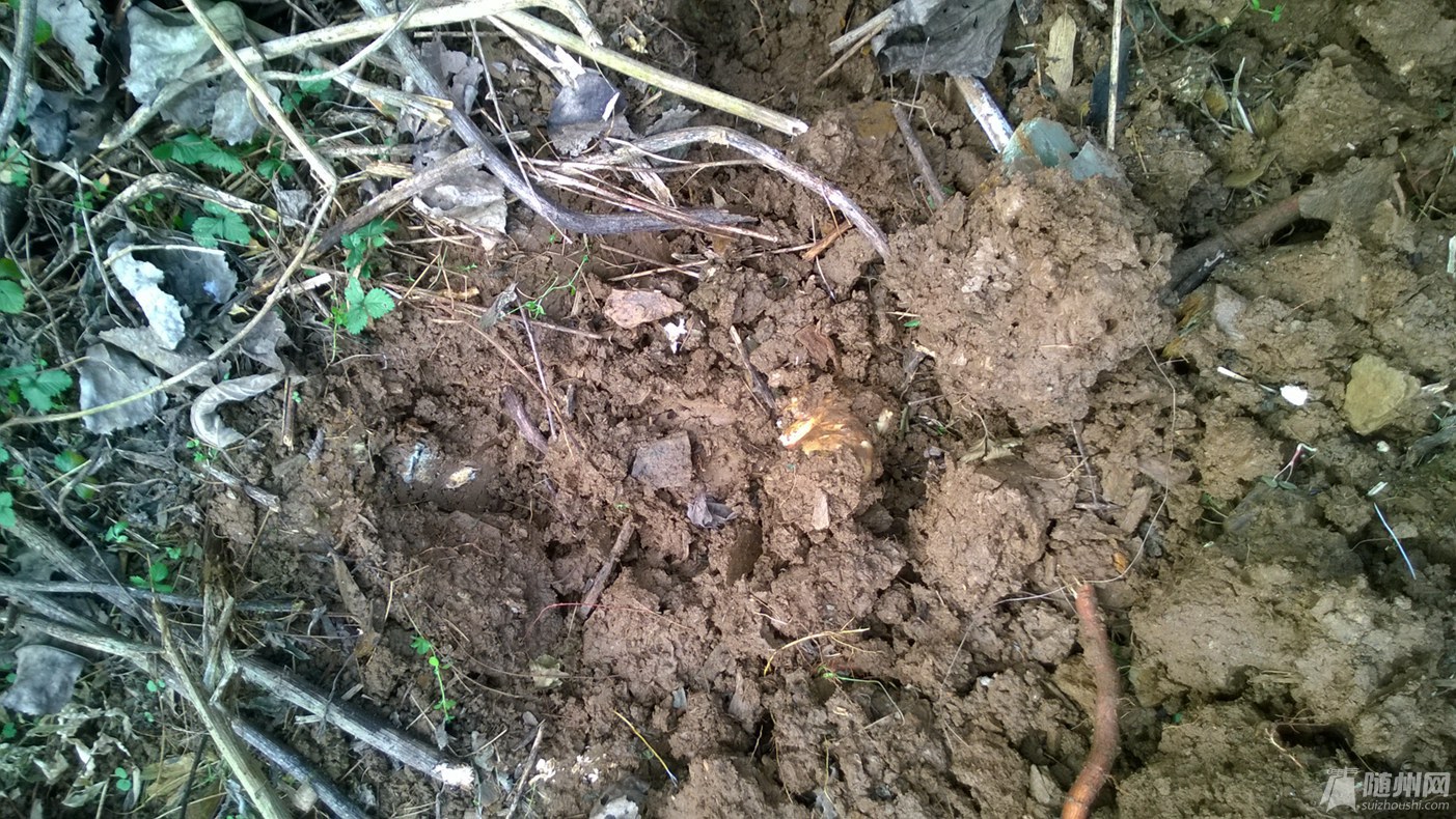 WP_20170101_007.jpg