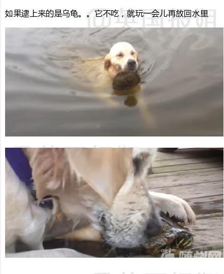 ᲶĹ