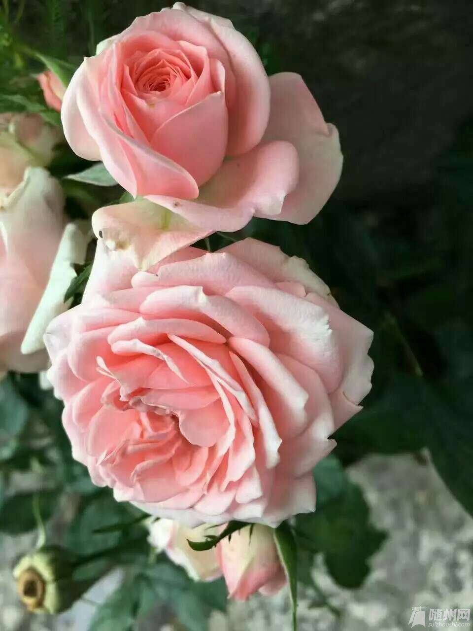 1490626707083.jpg