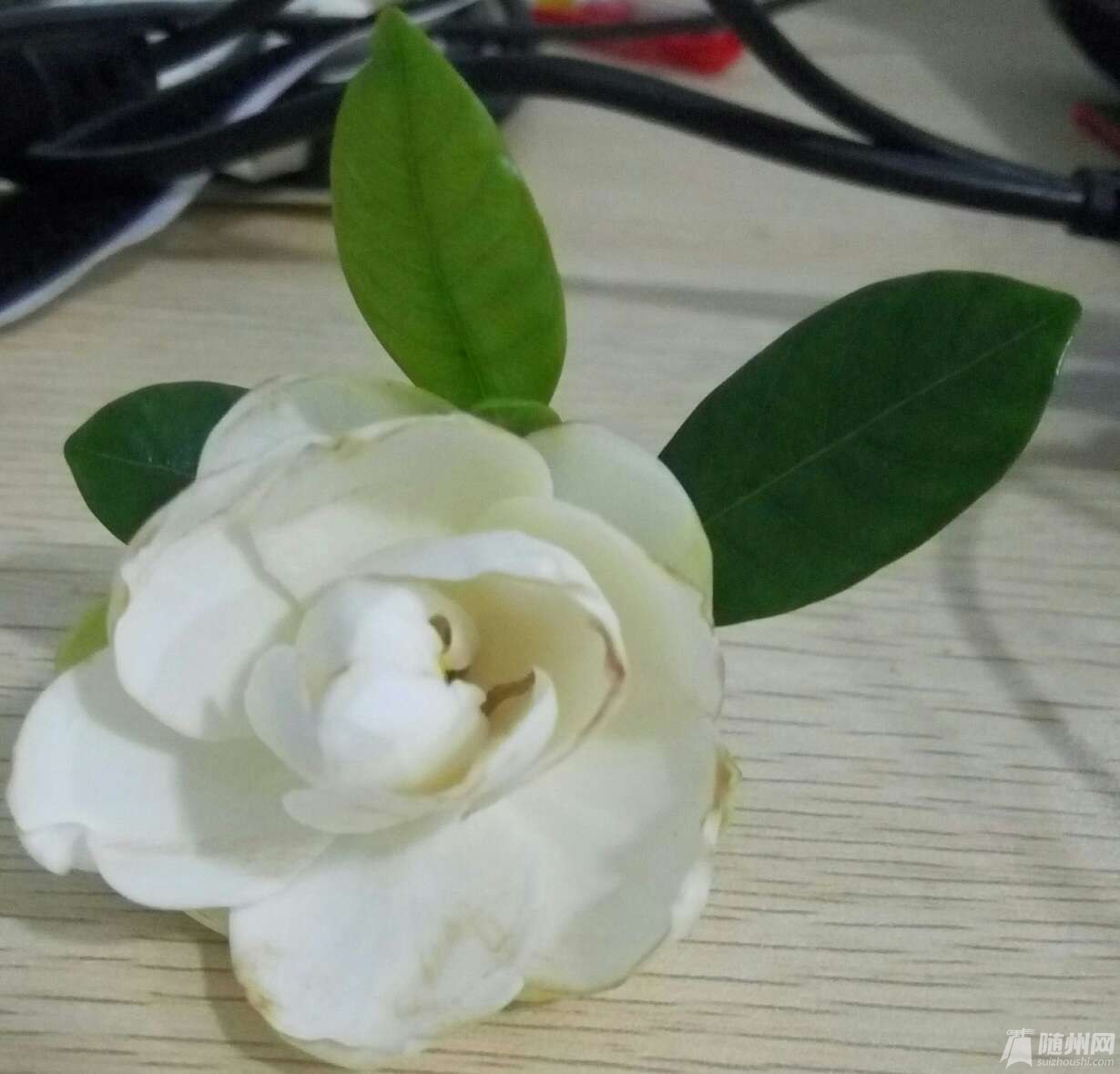 1492267734570.jpg