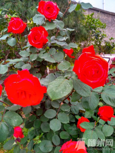 IMG_20170426_073336_HDR.jpg