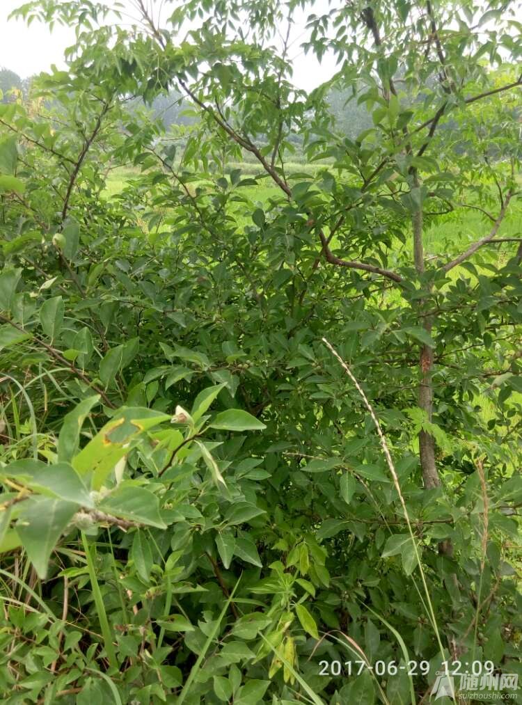 20170704_17114436_1499145745106.jpg