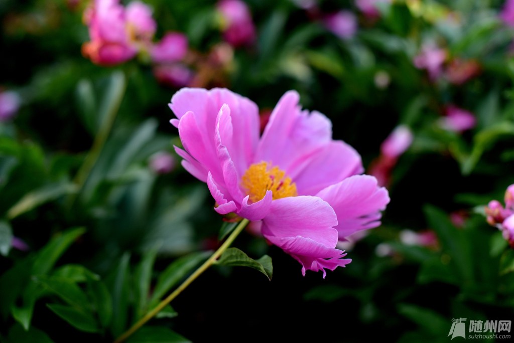 6、基地明年计划引进新品种白芍花瓣多花期长颜色鲜.jpg
