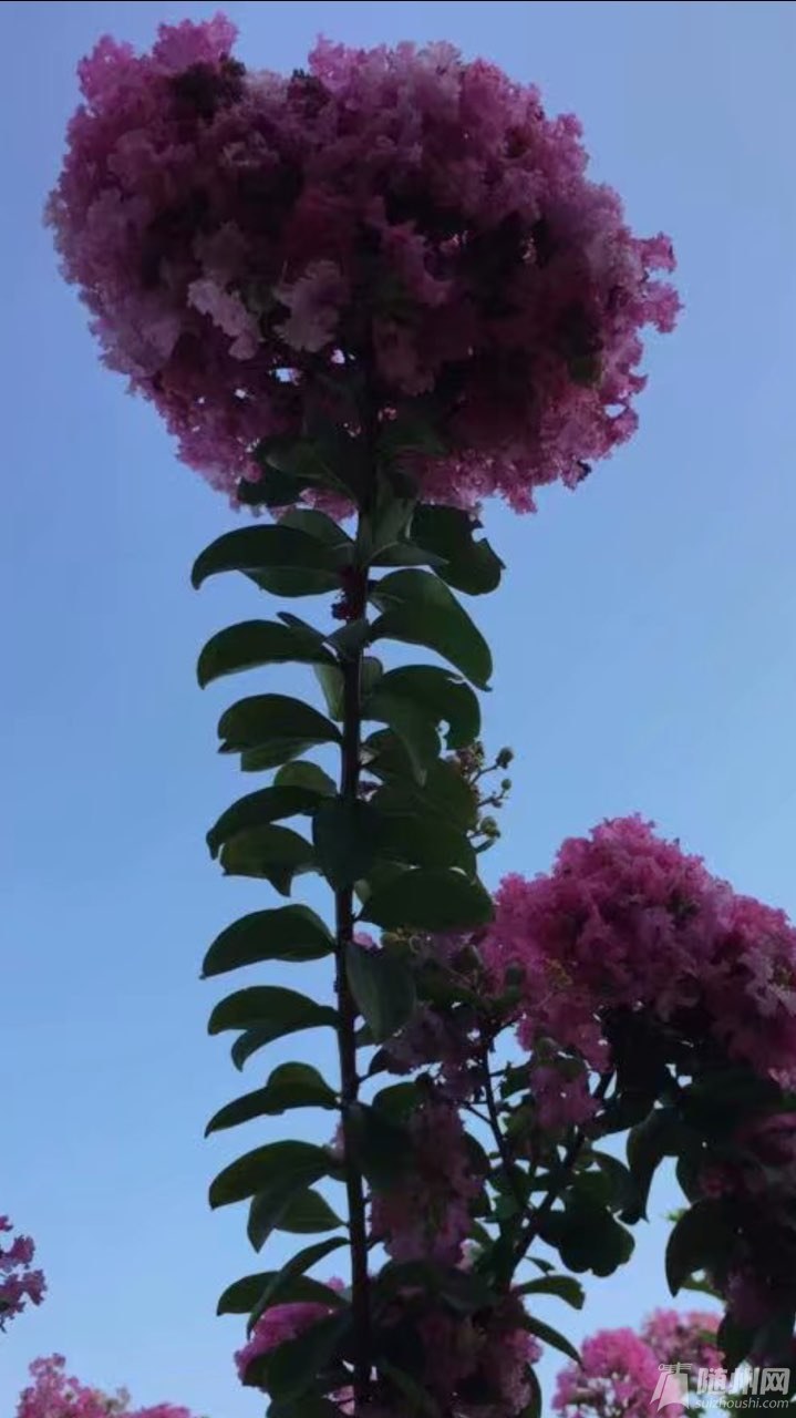 20180701170880781530424338569946.jpg