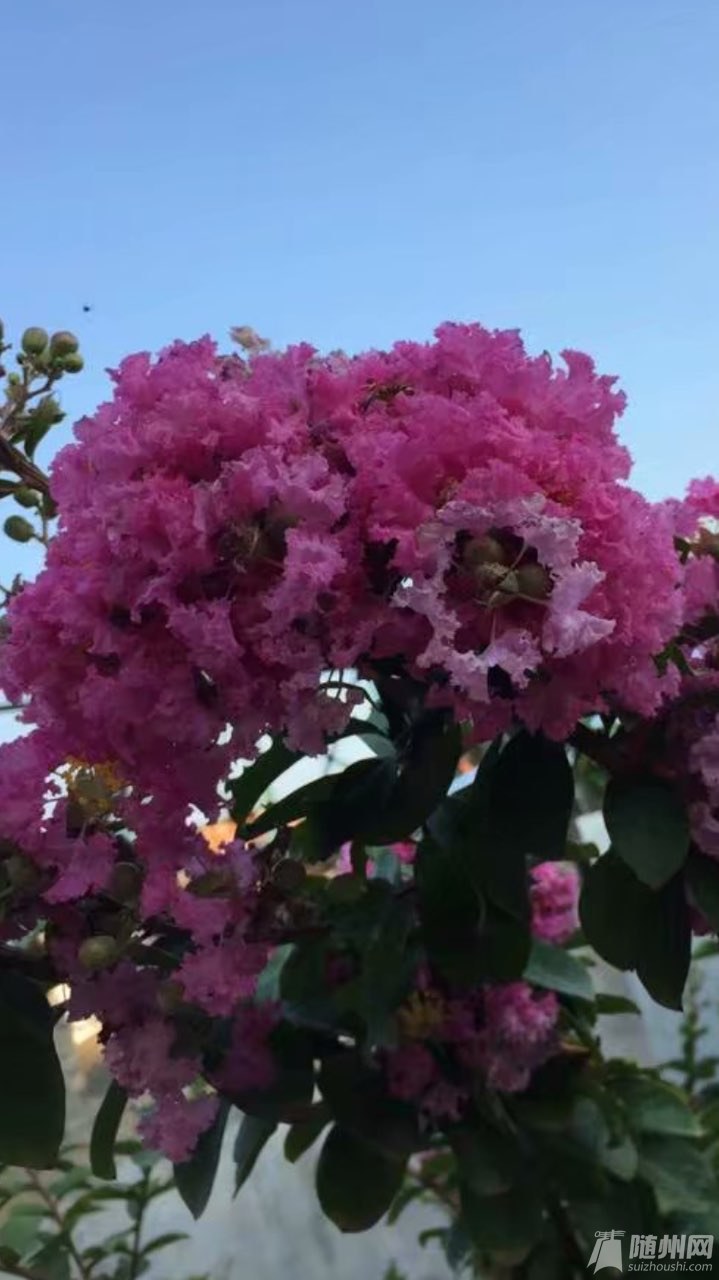 20180701170880781530424338691605.jpg