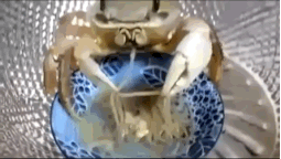 15075320824275.gif