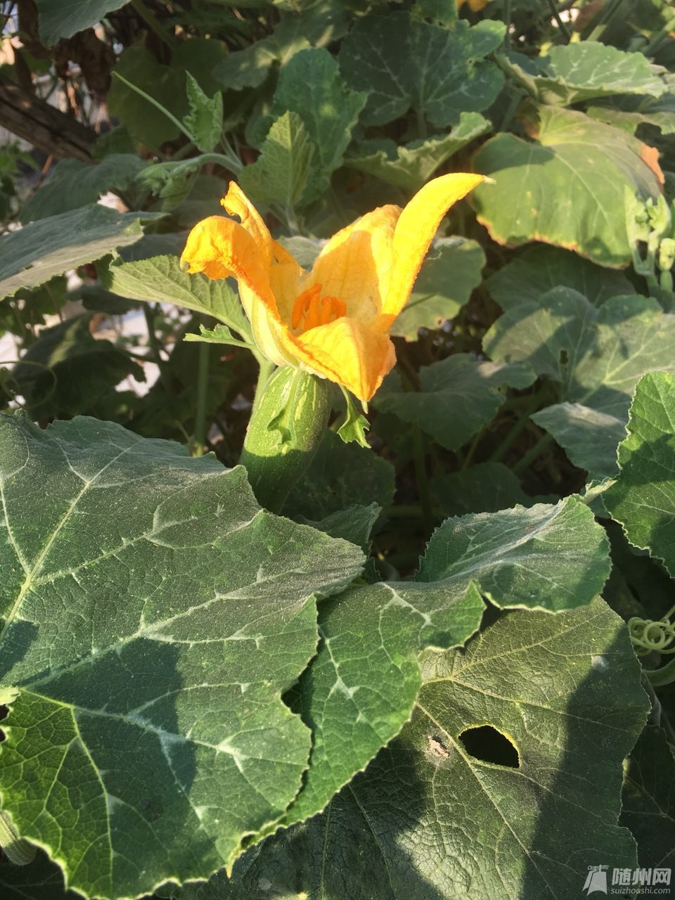 20181006171302251538784759281795.jpg