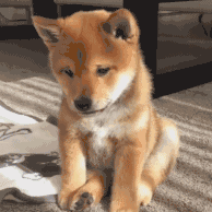 15457009605493.gif
