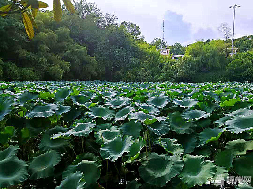 微信图片_20190824155217_副本.png