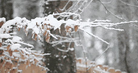 2·.gif