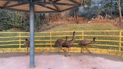 ΢ͼƬ_20201118162042.gif