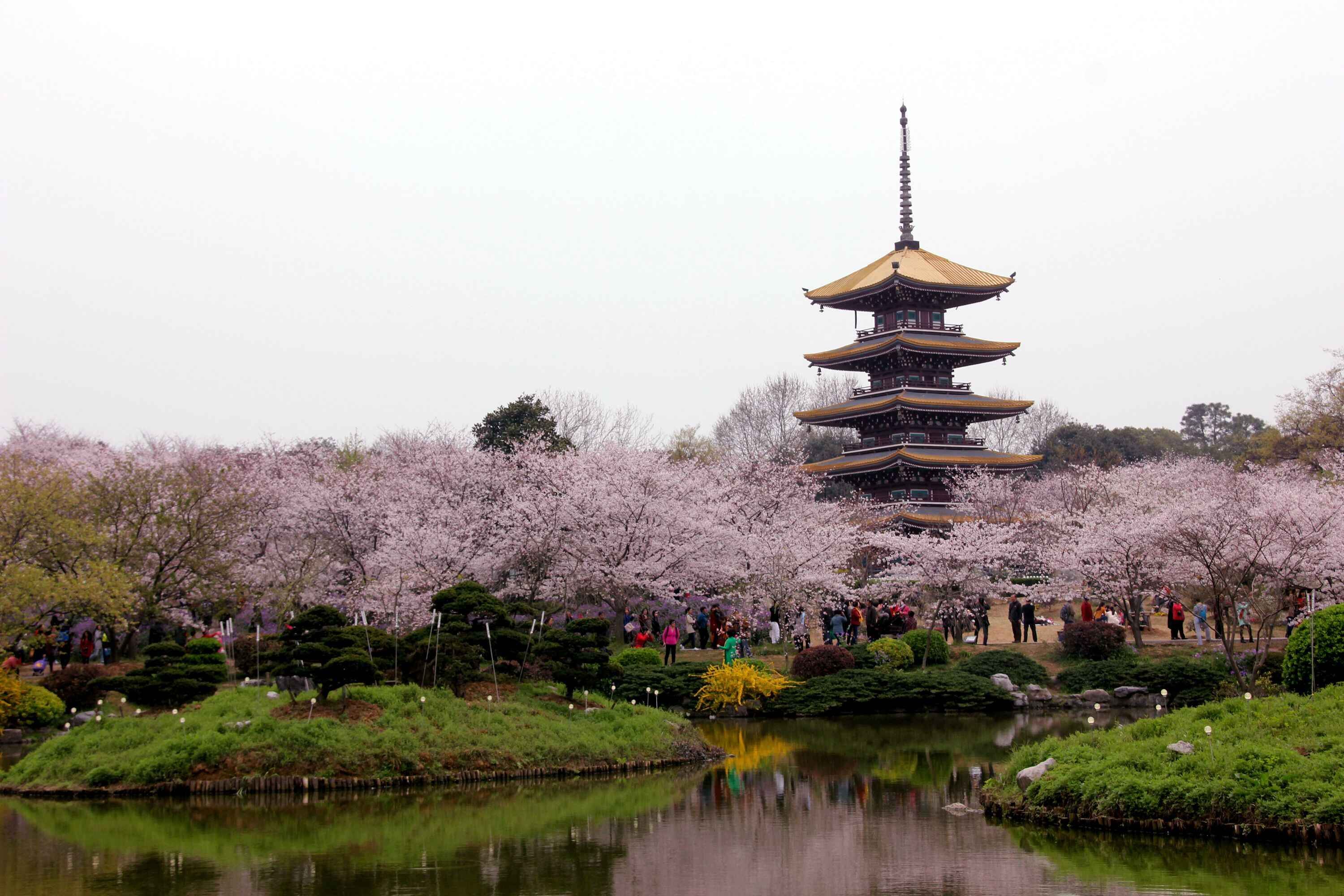 老年大学在武汉磨山拍的樱花美照